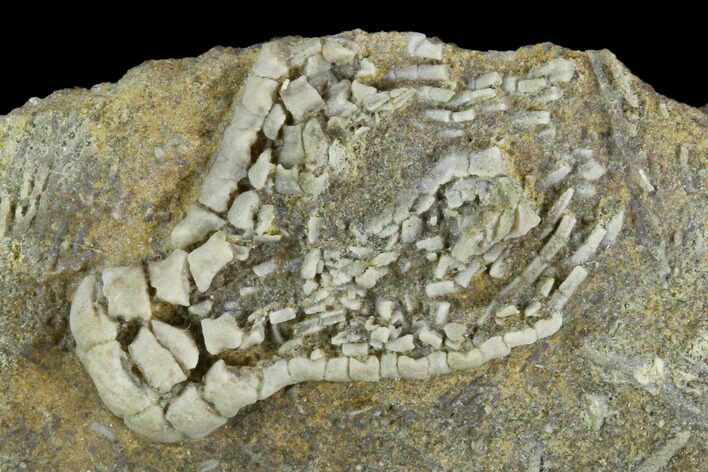 Fossil Crinoid (Cymbiocrinus) - Alabama #122401